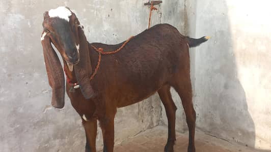 1 time path 1.15 dys cross sahiwal nagri breed. 03006385030