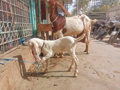 Healthy Kamori Female Bakri with 1 Month Baby