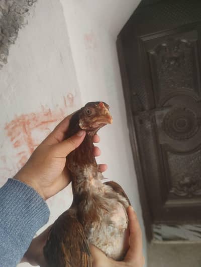 ASEEL LASANI MADI FOR SALE