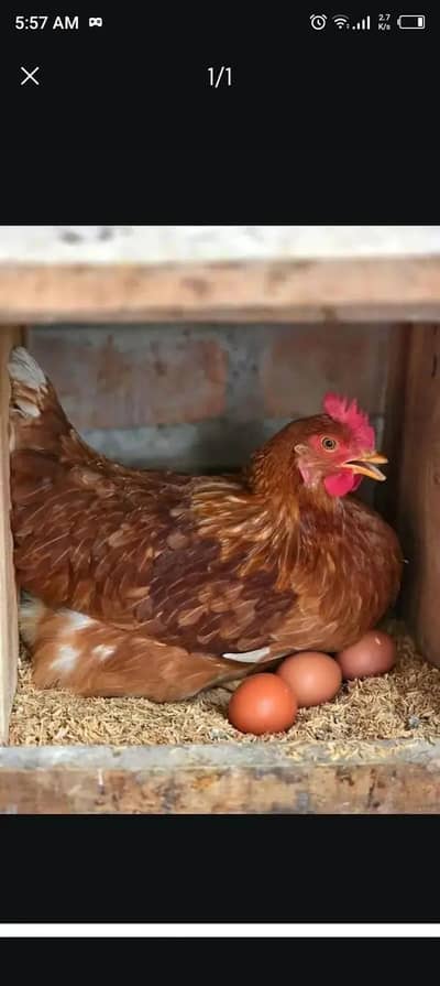 Lohman brown fertil egg