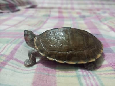 Healthy Turtle with Glass Tank & Feed – Complete Setup (URGENT)