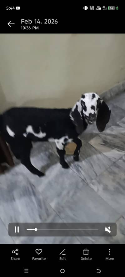 bakri for sale