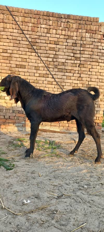 Beetal Buck/ Breeder