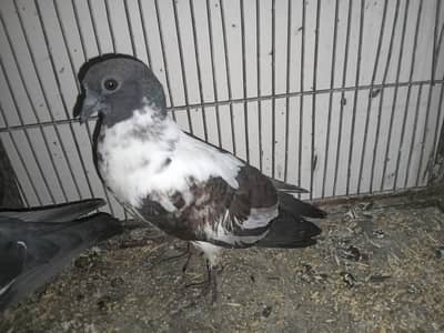 pair with two Squabs