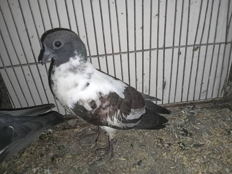 pair with two Squabs 0