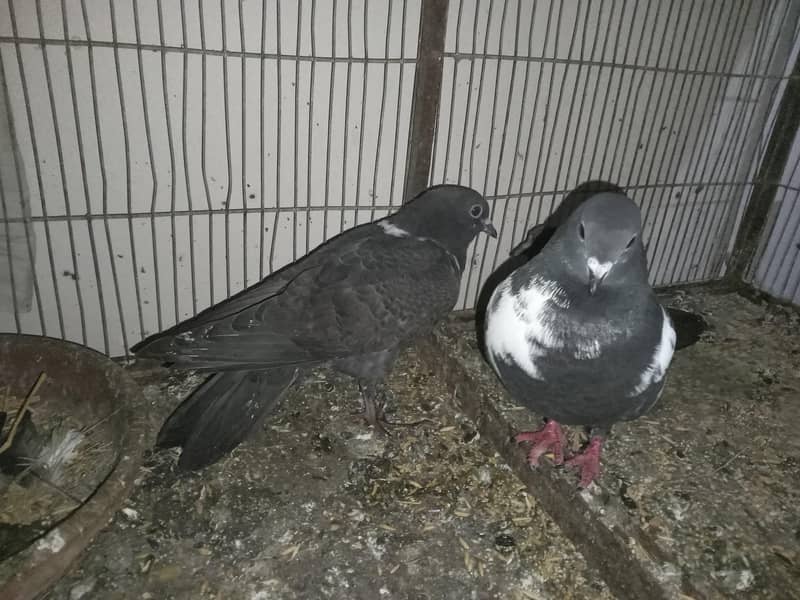 pair with two Squabs 1