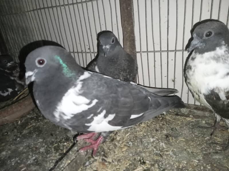 pair with two Squabs 2