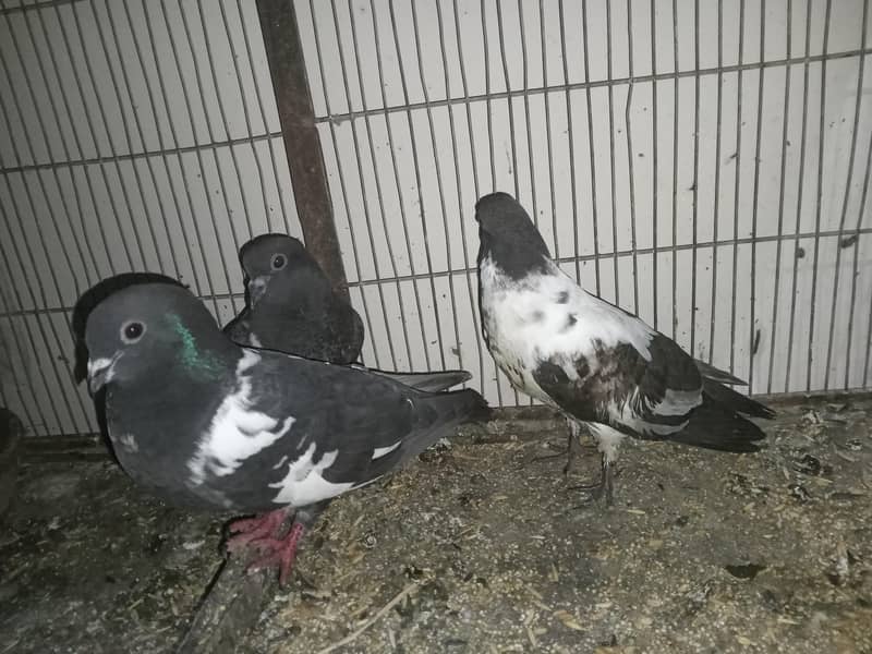 pair with two Squabs 3