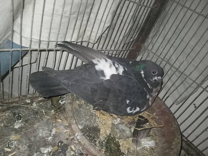 pair with two Squabs 4