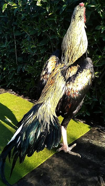 Quality Sawa jawa Aseel patha (Murgha) 03444859901