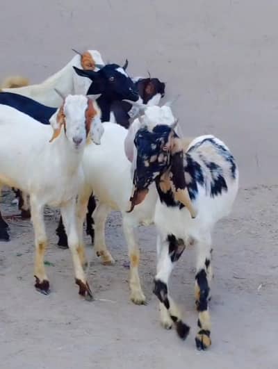6 Healthy Tapra Goats for Bakra Eid 2026