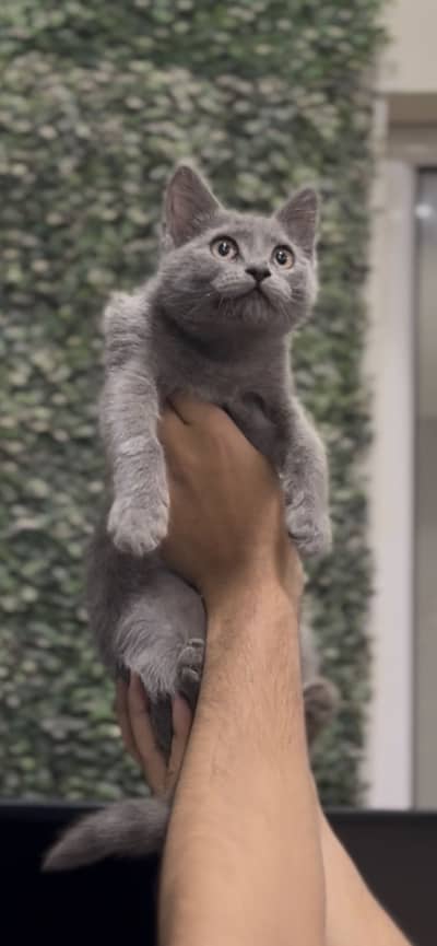 British Shorthair Female kitten