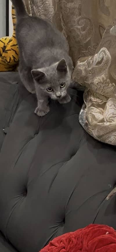 British Shorthair Female kitten