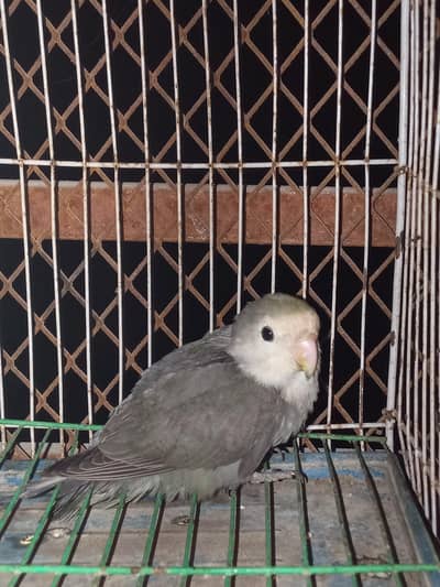 Yar pata nahi mana pakra ha