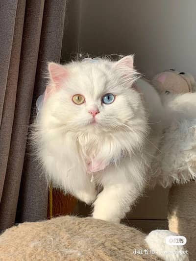 Persian cat for sell