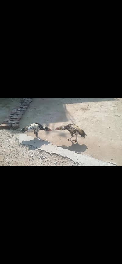 Mianawali Aseel  All For Sale