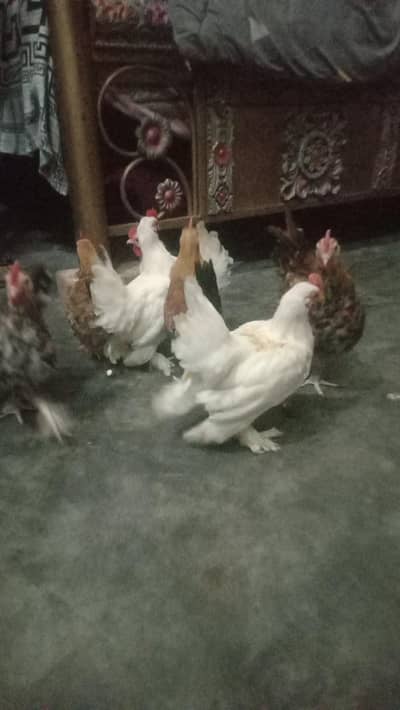 3 mont ke Hy 8 male 100% active