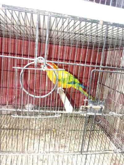 Sunconure Pair