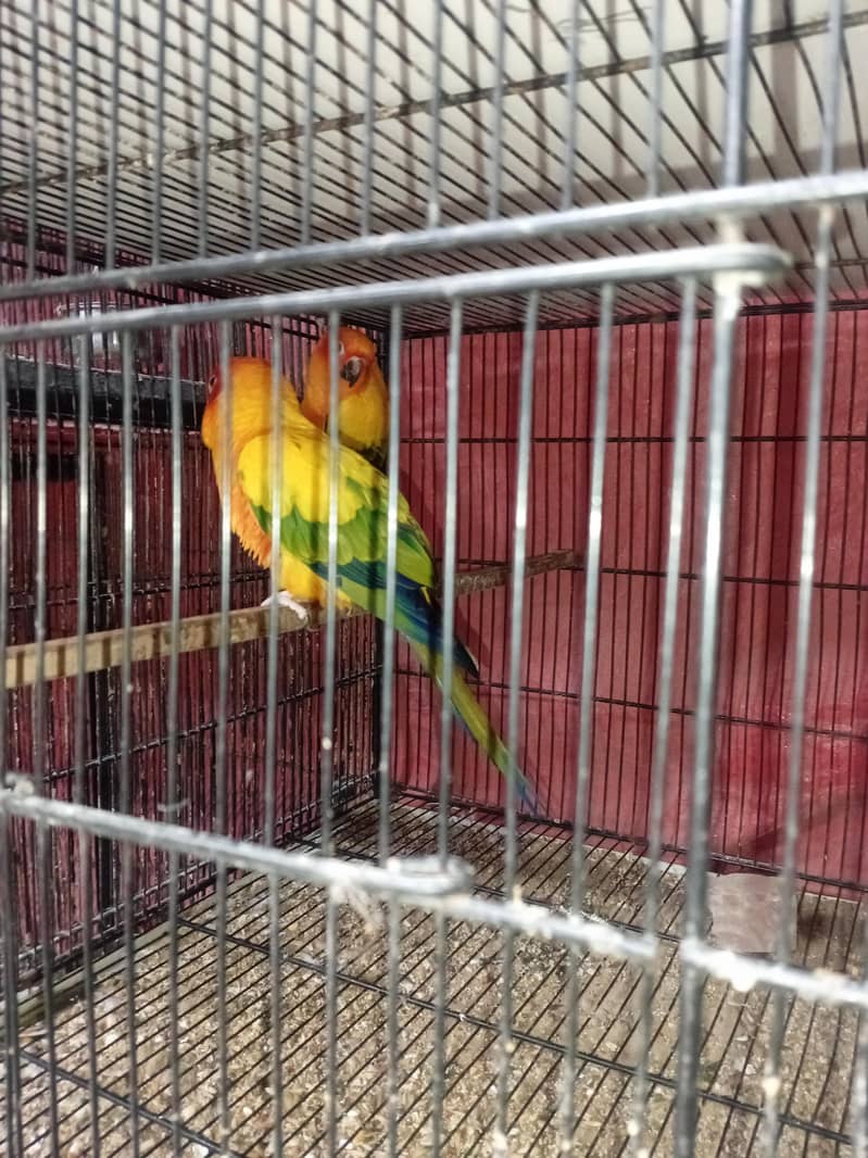 Sunconure Pair 1