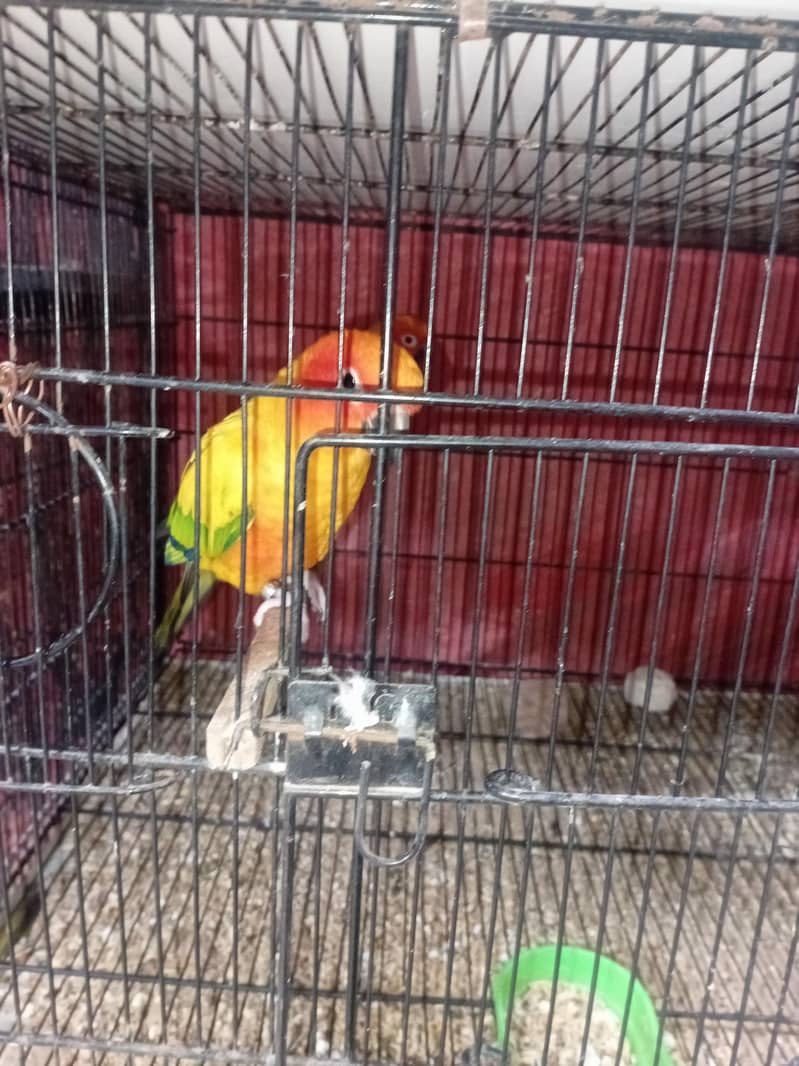 Sunconure Pair 3