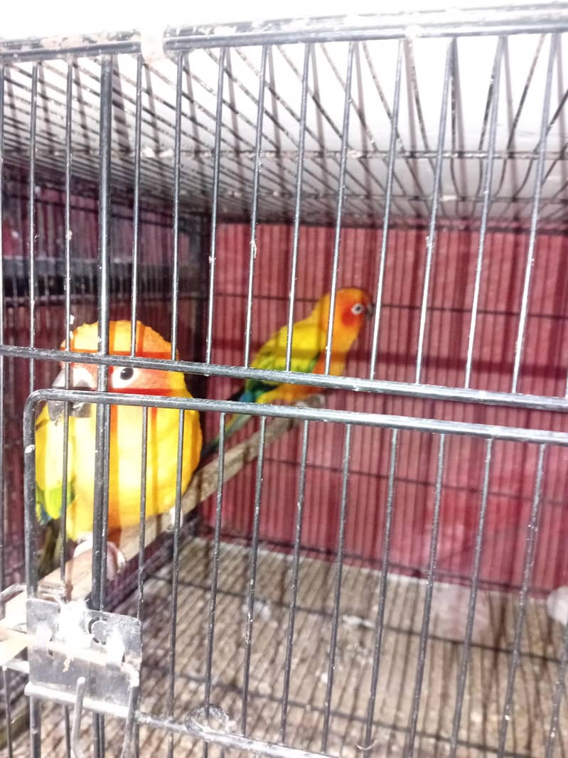 Sunconure Pair 4