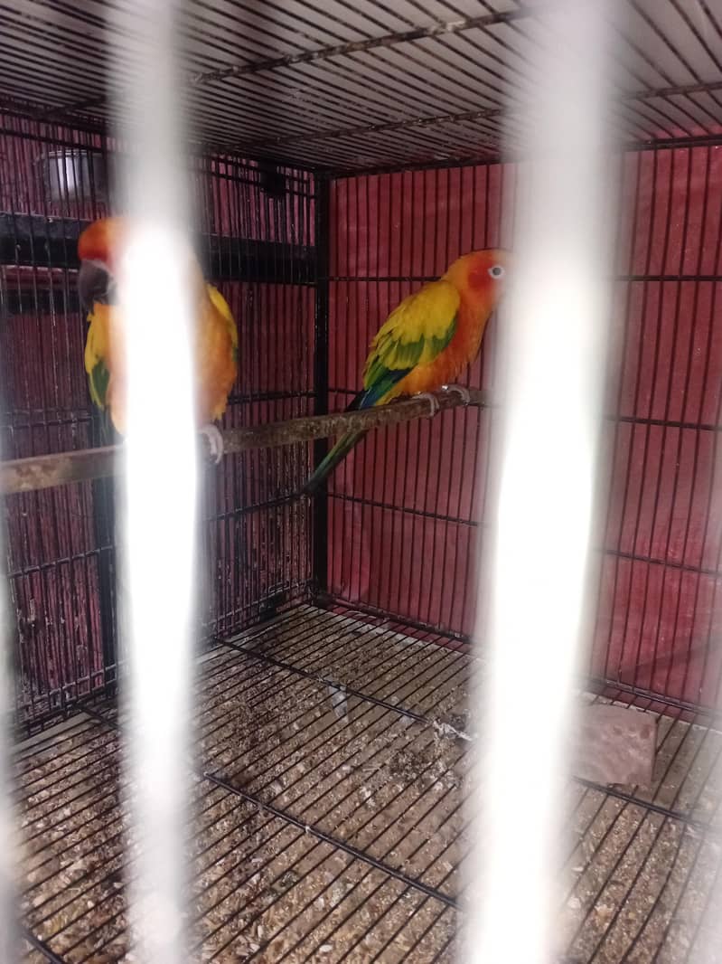Sunconure Pair 5