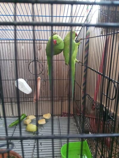 Raw Green Neck Pair for Sale