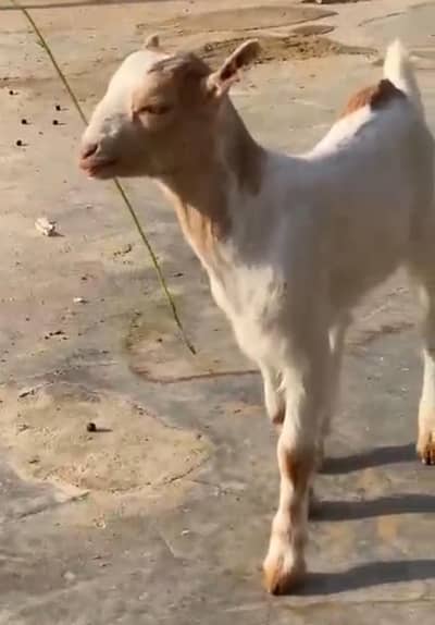 4 Daant Bakri with 2 Female Kids