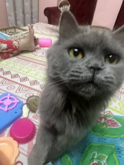 2 female cats for free adaption