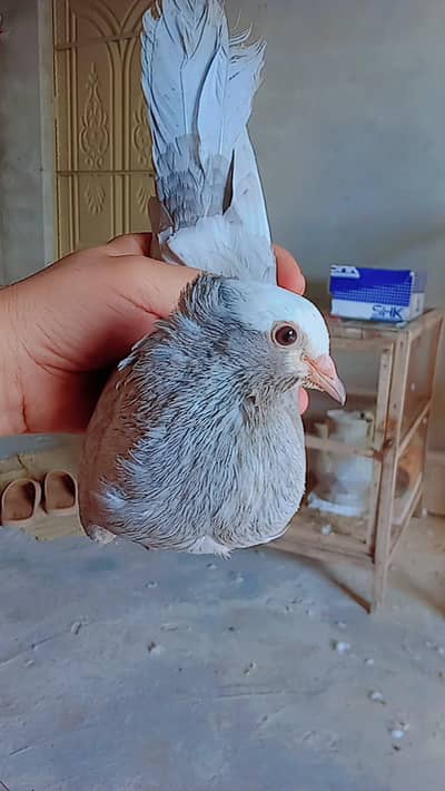 silver mukhi and black mukhi 03190748129whatsap