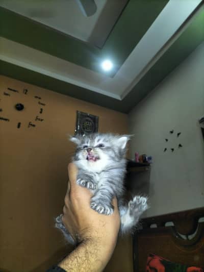 Persian cat healthy and active