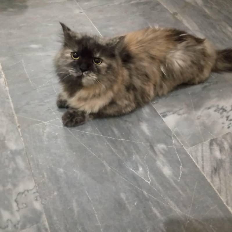 Persian cat 0