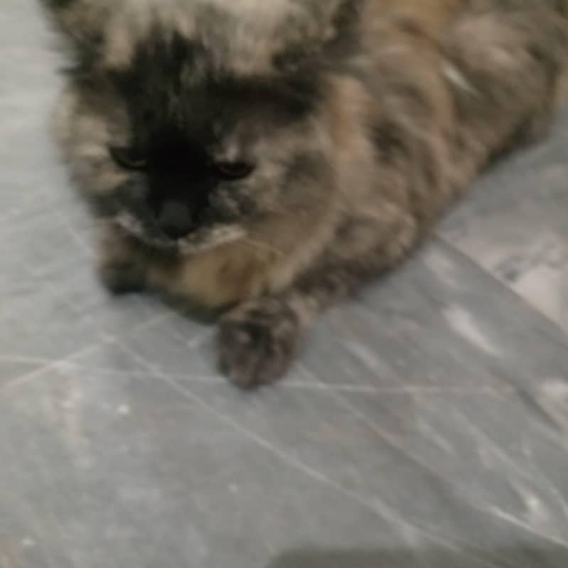Persian cat 1