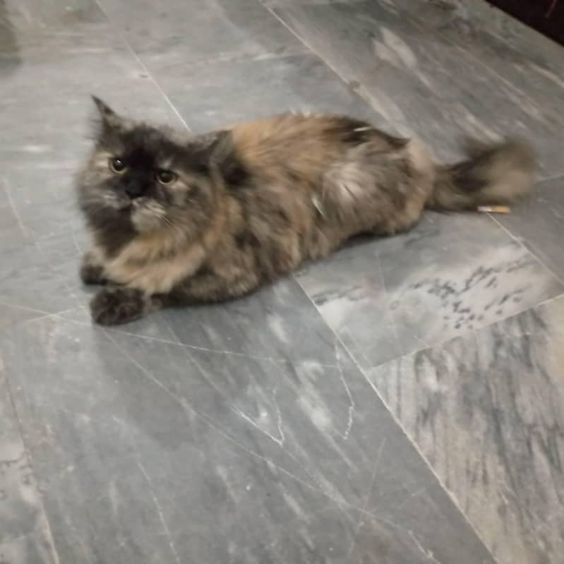 Persian cat 2