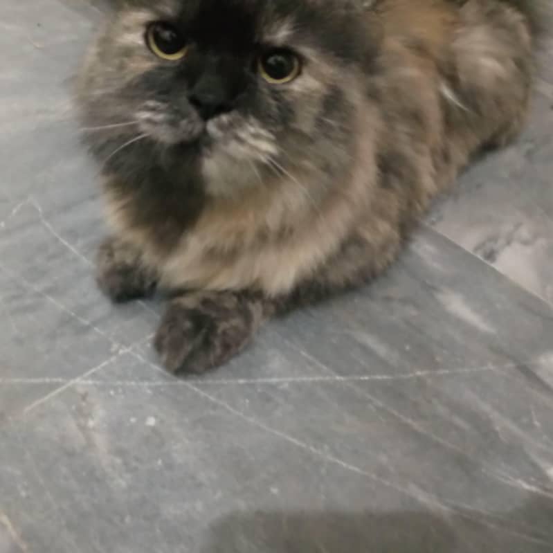 Persian cat 3