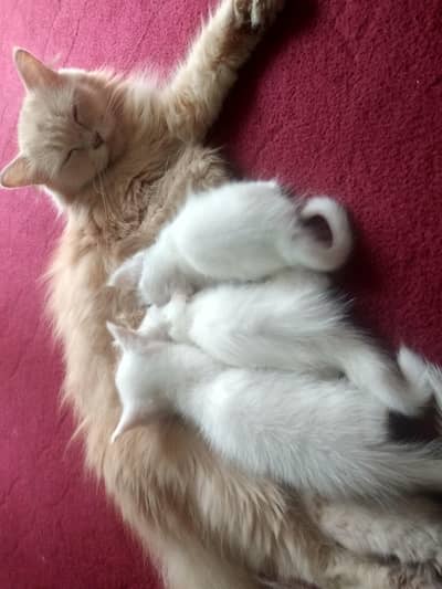 only foor sale . . . . . .