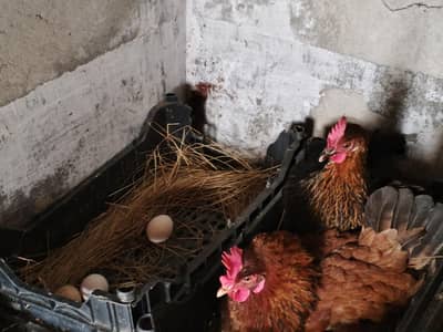 گولڈن مس فیٹ مرغیاں برائے فروخت – انڈے دینے والی – 1000 روپے فی مرغی