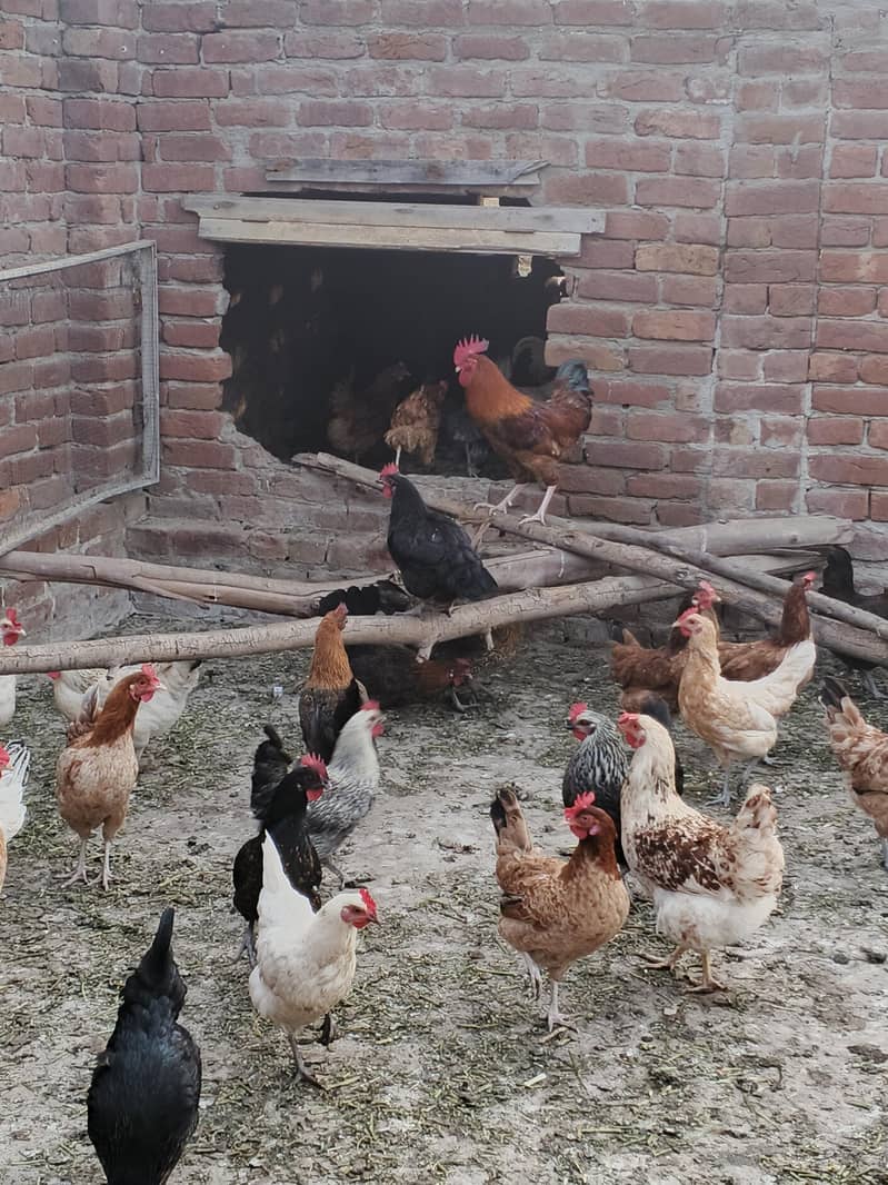 گولڈن مس فیٹ مرغیاں برائے فروخت – انڈے دینے والی – 1000 روپے فی مرغی 1