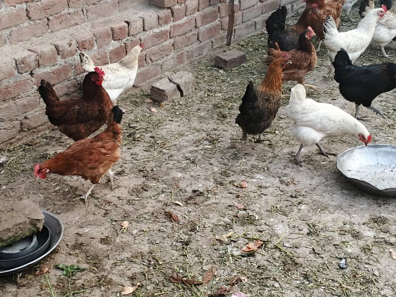 گولڈن مس فیٹ مرغیاں برائے فروخت – انڈے دینے والی – 1000 روپے فی مرغی 2