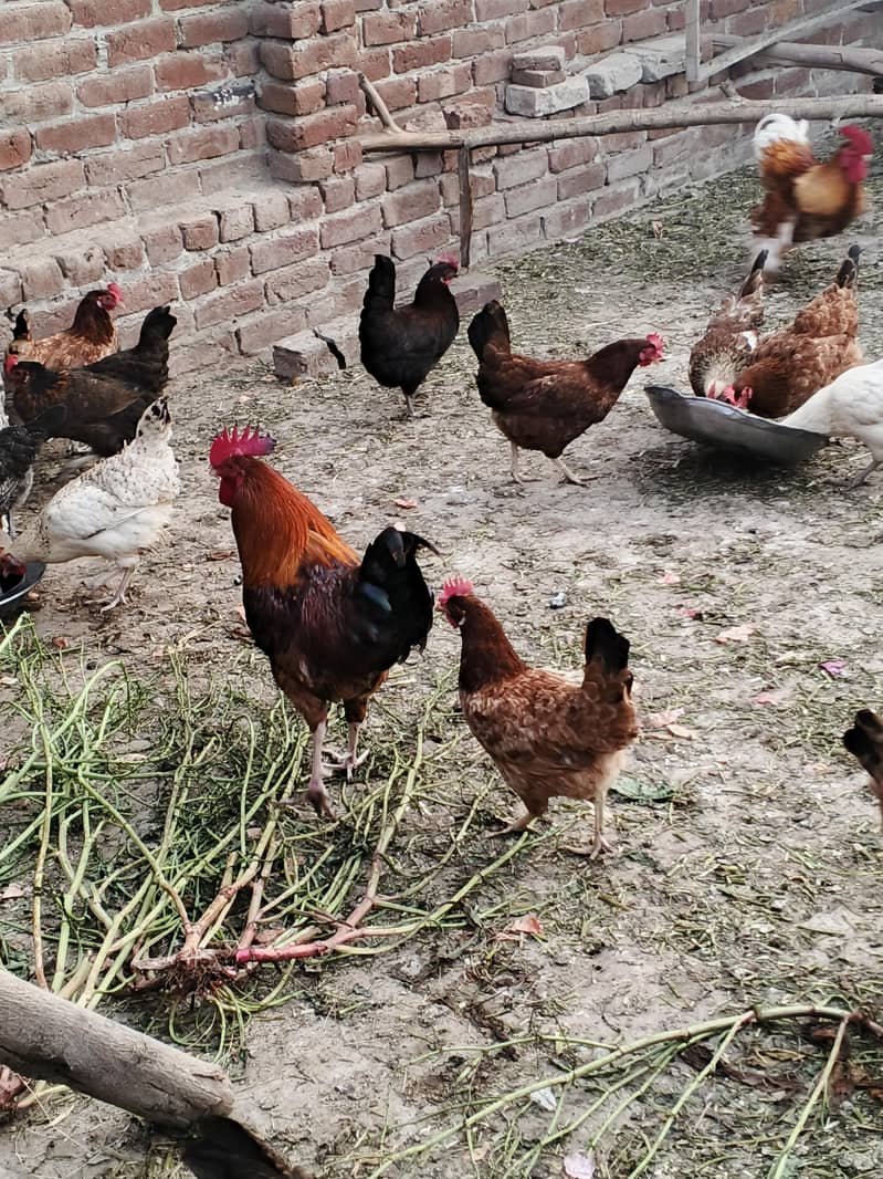 گولڈن مس فیٹ مرغیاں برائے فروخت – انڈے دینے والی – 1000 روپے فی مرغی 3