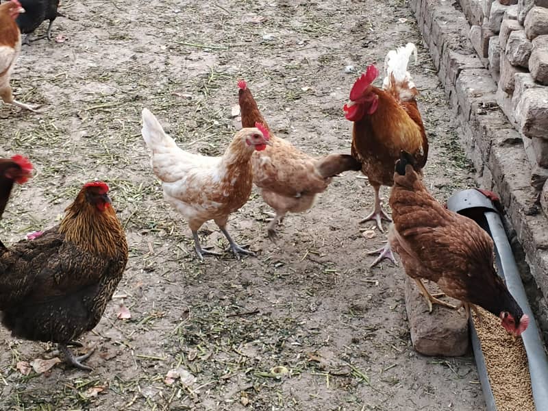 گولڈن مس فیٹ مرغیاں برائے فروخت – انڈے دینے والی – 1000 روپے فی مرغی 4