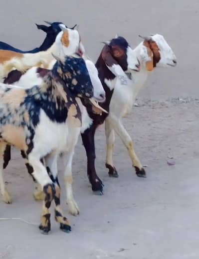 6 Healthy Goats for Bakra Eid 2026