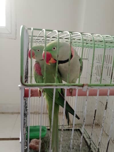 Raw Parrot Pair