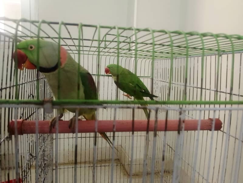 Raw Parrot Pair 3