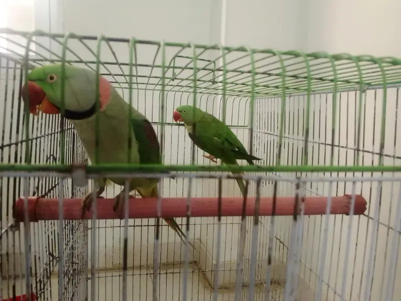 Raw Parrot Male — photo 2