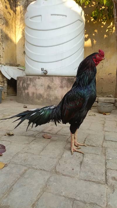 High quality Aseel Mushka for sell