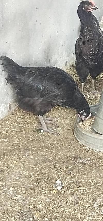 golden misri 3 months