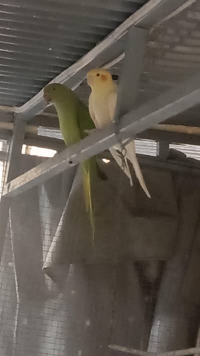 ringneck female for sale