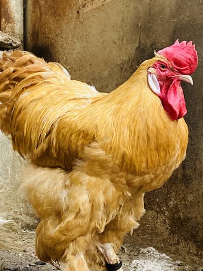 Golden buff fully healthy