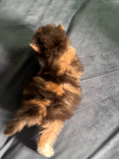 Calico kitten triple coated